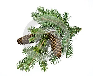 Fir branch isolated on white