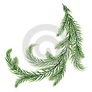 Fir branch isolated on white background photo