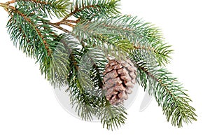 Fir branch with pine cone