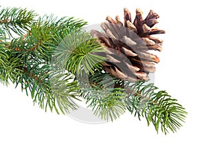 Fir branch with pine cone