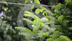 Fir branch in the rain