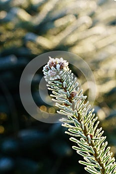 A fir branch with small fir cones covered with white ice crystals of hoar frost is back lit by the morning sun in winter.