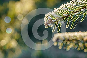 A fir branch with small fir cones covered with white ice crystals of hoar frost is back lit by the morning sun in winter.