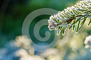 A fir branch with small fir cones covered with white ice crystals of hoar frost is back lit by the morning sun in winter.