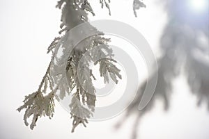 Fir branch on snow. Winter mood. Soon the New Year