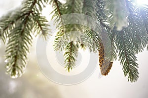 Fir branch on snow. Winter mood. Soon the New Year