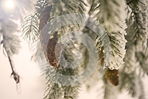 Fir branch on snow. Winter mood. Soon the New Year