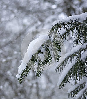 Fir branch with snow in winter and unsharp backgroun