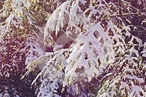 Fir branch on a snowing day