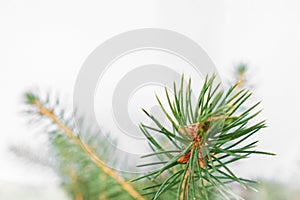 Fir branch soft focus closeup isolated on a white background. Christmas tree element of decoration for design of New Year season