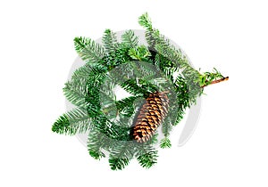 Fir branch on a white background