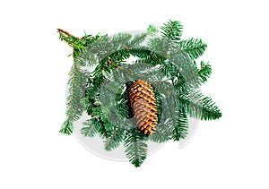 Fir branch on a white background