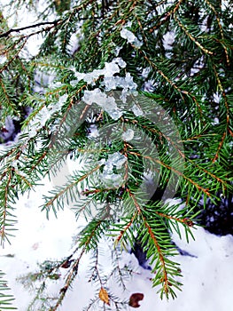 fir branch