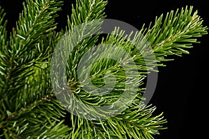 fir branche on a black background