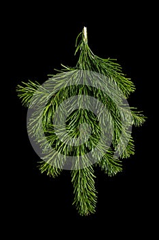 fir branche on a black background