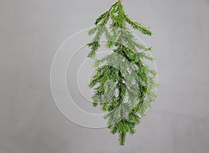 fir branche on a gray background