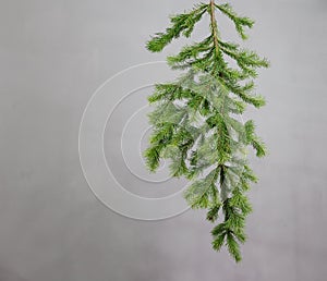 fir branche on a gray background