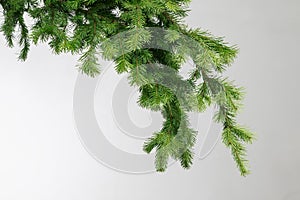 fir branche on a gray background