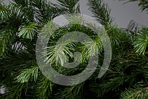fir branche on a gray background
