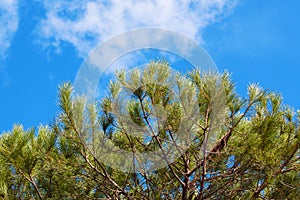 Fir branches against the sky.