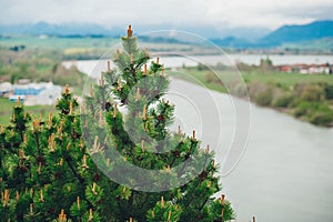 Fir branches on the background of a blooming mountain valley with a river in the spring season