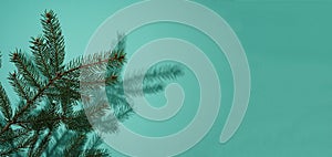 Fir branches on a blue background with copy space. Christmas tree. New Year card. Festive concept. Pine branch.