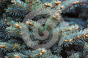 Fir branches Blue lush spruce branch textured background green spruce white spruce Colorado spruce or Colorado blue spruce scienti