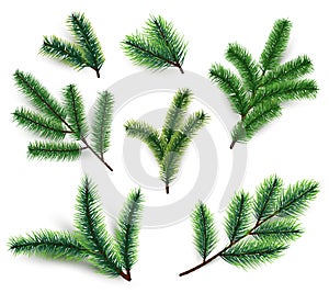 Fir branches. Christmas tree branching isolated. 3d realistic conifer branch set for winter holiday decoration. Vector