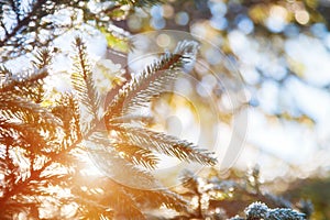 Fir branches close-up in hoarfrost, sun rays