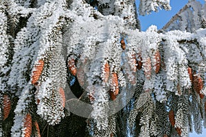 Fir branches with cones in hoarfrost in winter snow, frost in the forest