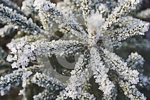 Fir branches covered with beautiful ice crystals in sunlight