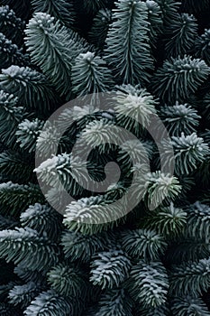 Fir branches covered with frost abstract background.