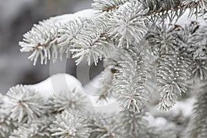 Fir branches covered with snow