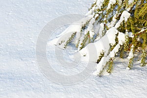 Fir branches covered with snow with copy space for your text. Winter Christmas background