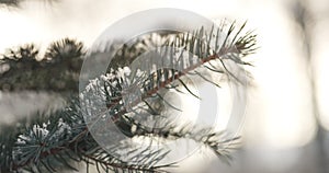 Fir branches covered with snow in the morning with snow and warm sunlight