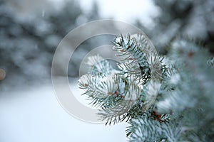 Fir branches covered with snow on storm day.