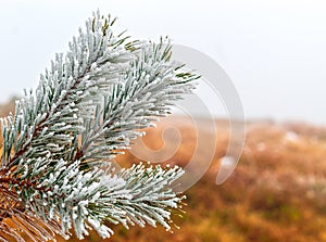 Fir branches covered with snow at the top of the mountain