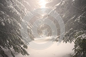 Fir branches covered with snow. Winter forest.