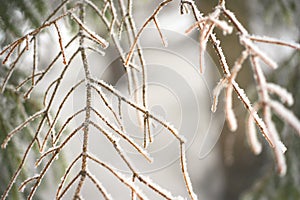 Fir branches covered with snow. Winter forest.