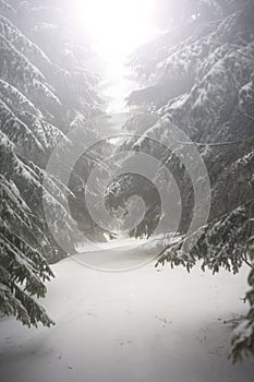 Fir branches covered with snow. Winter forest.