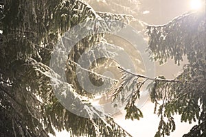 Fir branches covered with snow. Winter forest.