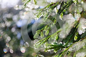 Fir branches in drops of dew closeup, macro