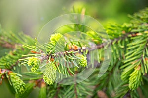 Fir branches with fresh shoots in spring