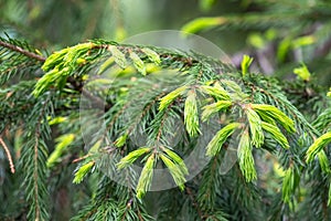 Fir branches with fresh shoots in spring