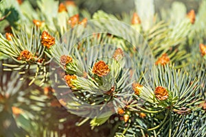 Fir branches with fresh shoots in spring