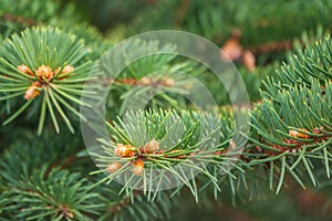 Fir branches with fresh shoots in spring