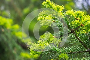 Fir branches with fresh shoots in spring