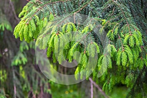 Fir branches with fresh shoots in spring