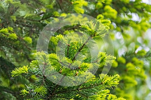 Fir branches with fresh shoots in spring