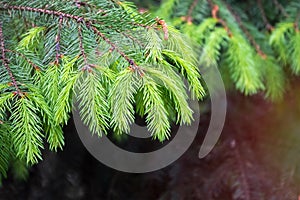 Fir branches with fresh shoots in spring